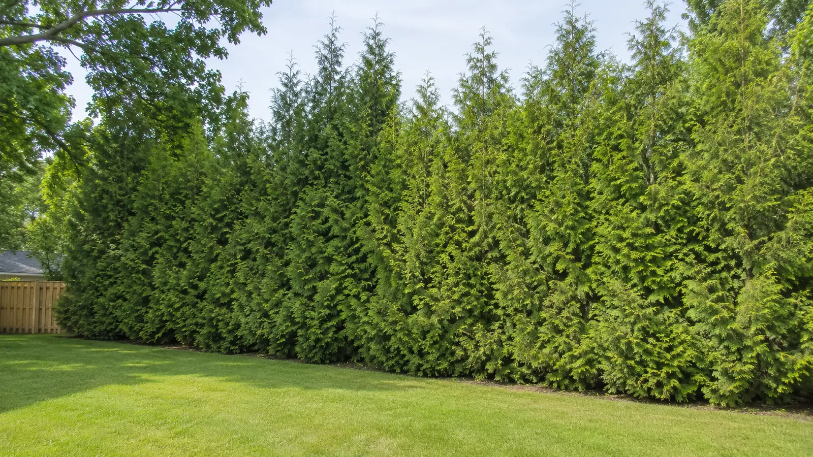 Natural Eastern White Cedar hedge on a spacious Ontario residential property