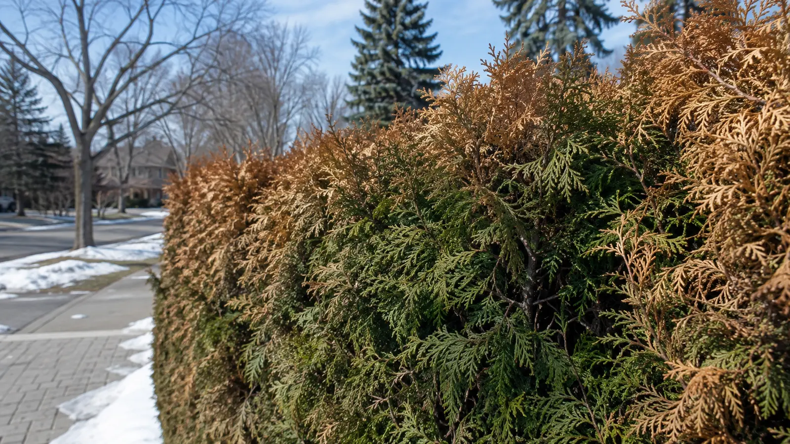 Brown winter burn on the exposed outer foliage of a living cedar hedge in an Ontario neighbourhood